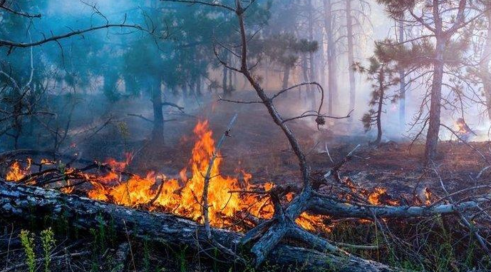 Dampak Terjadinya Kebakaran Hutan Terhadap Keberlangsungan Hidup Manusia