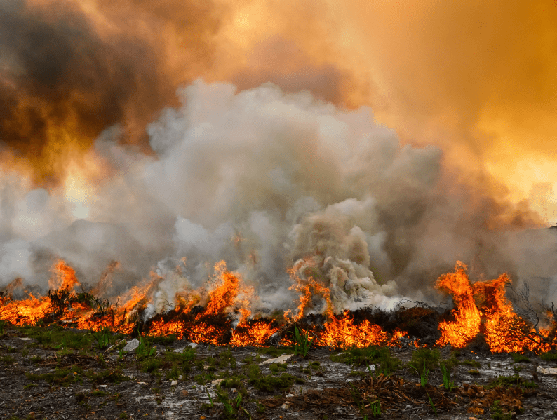Penyebab dan Dampak Terjadinya Kebakaran Hutan
