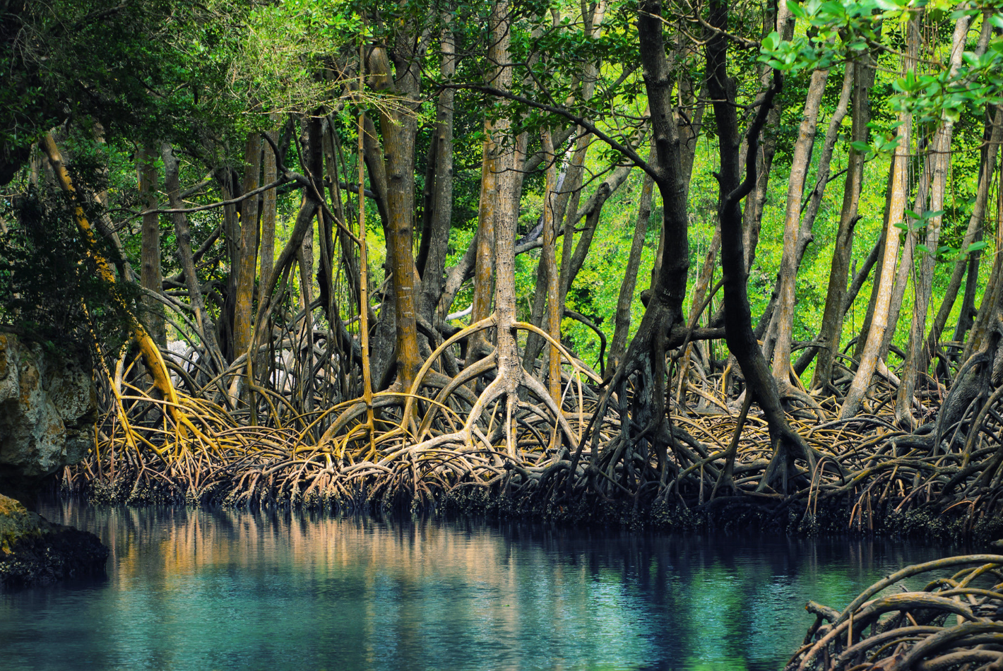 Menjaga Ekosistem: Peran Vital Hutan Mangrove dalam Lingkungan Maritim