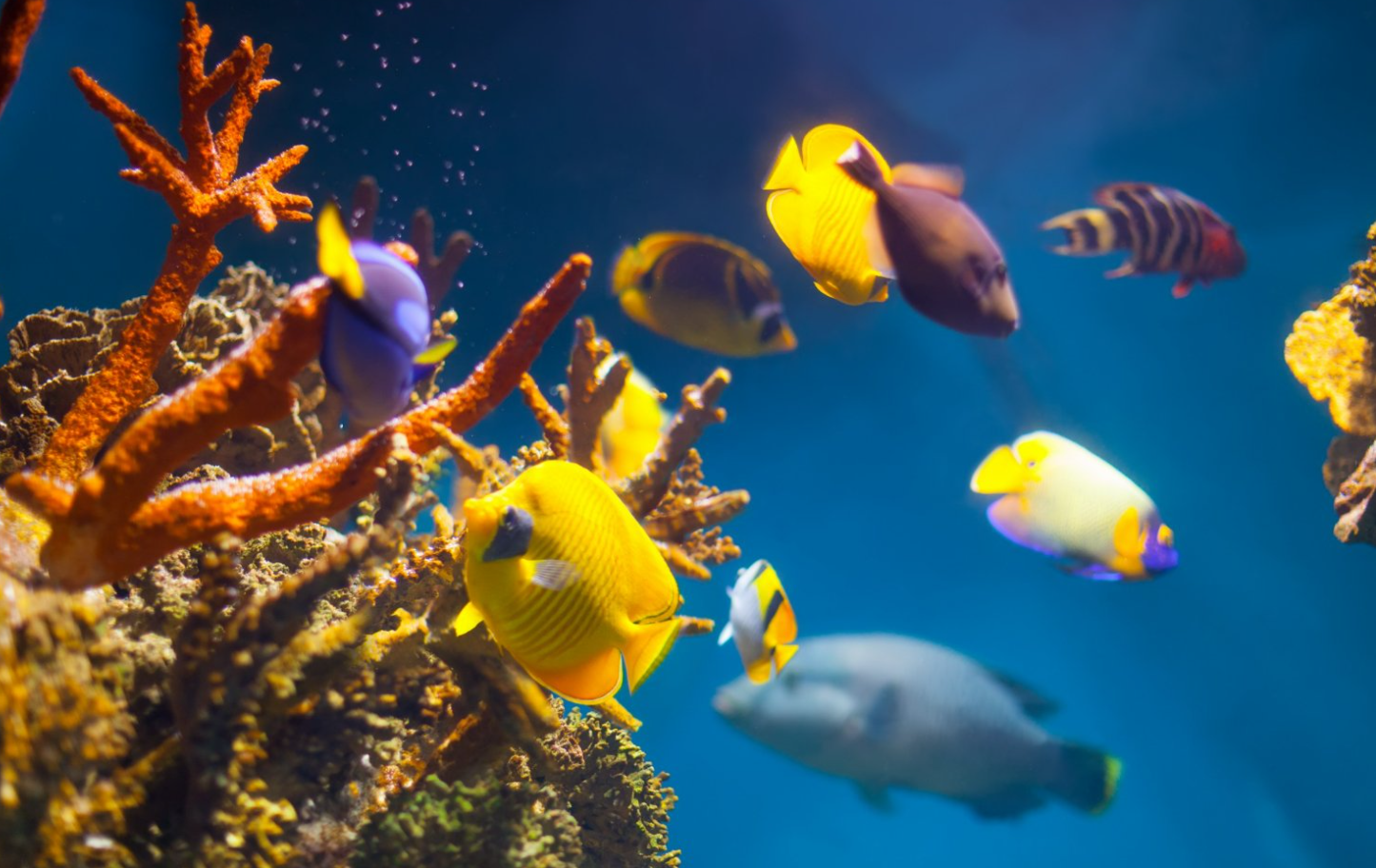 Menjaga Keanekaragaman Hayati: Pentingnya Pelestarian Habitat Laut untuk Kelangsungan
