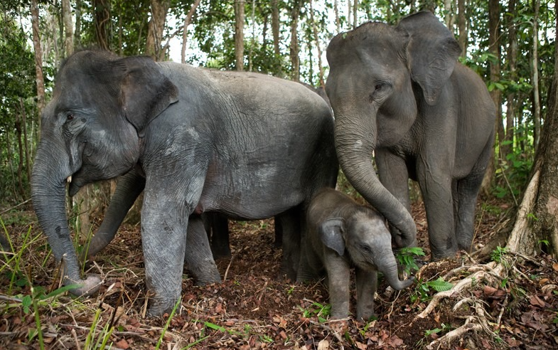Melestarikan Satwa Liar: Upaya Konservasi Gajah untuk Mempertahankan Keseimbangan Ekosistem