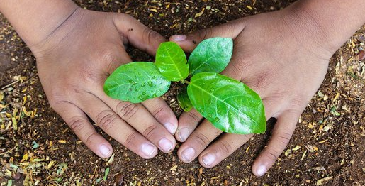 Menanam Pohon, Menanam Harapan: Program Reboisasi sebagai Langkah Konkrit dalam Mengatasi Perubahan Iklim