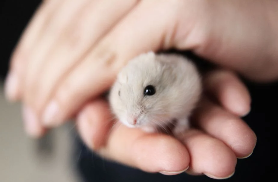 Tips Merawat Hamster dan Makanan yang Aman bagi Kesehatannya