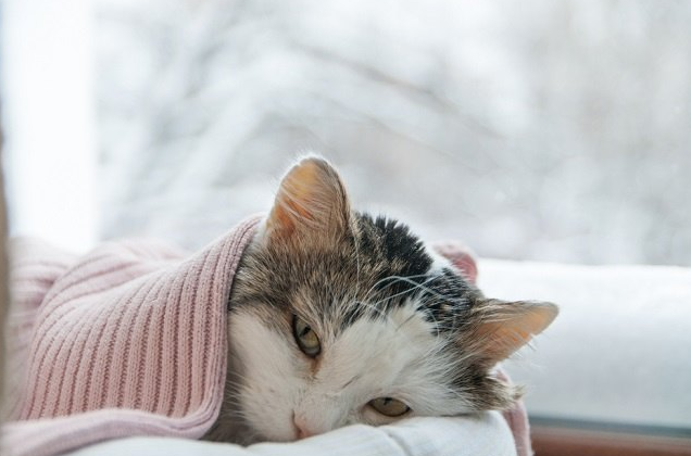20 Ciri-ciri Kucing Sakit dan Cara Mengatasinya