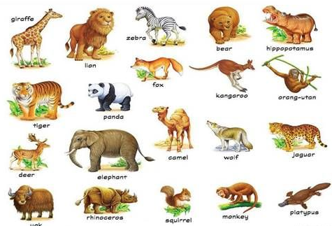 Mengenal Nama-nama Hewan dalam Bahasa Inggris Beserta Gambarnya